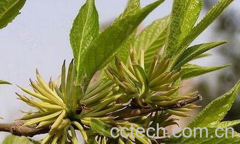 杜仲的功效与作用 杜仲的药用价值-1