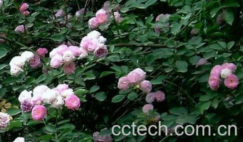 刺梅根的功效与作用-0