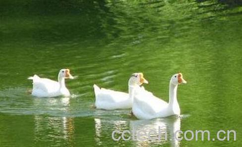 鹅胆汁的功效-0