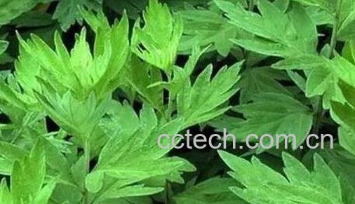 艾草的功效与作用 艾草的药用价值-0