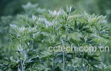艾草的功效与作用 艾草的药用价值-1