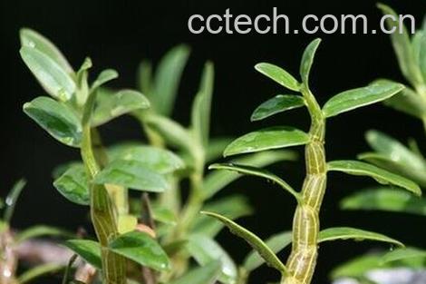 铁皮石斛的功效与作用 铁皮石斛的药用价值-0