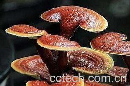 灵芝的功效与作用及食用方法-0