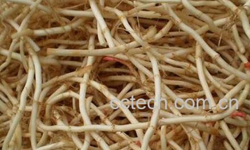 鱼腥草的功效与作用 鱼腥草的药用价值-0