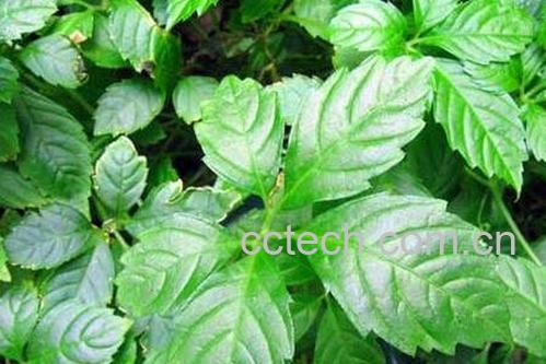 绞股蓝的功效与作用及禁忌-0