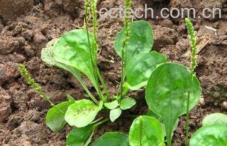 车前草的功效与作用及禁忌-1