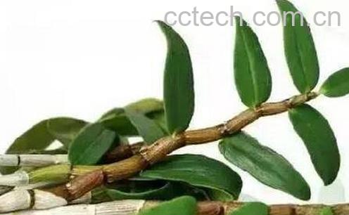 石斛的功效与作用 石斛的药用价值-0