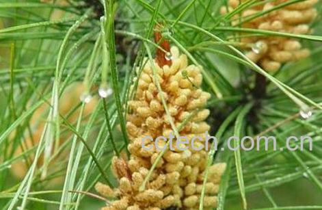 松花粉的功效与作用 松花粉的药用价值-1