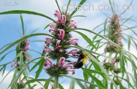 益母草的功效与作用 益母草的药用价值-0