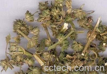 益母草的功效与作用 益母草的药用价值-1