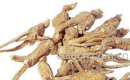 当归的功效与作用 当归的药用价值-1