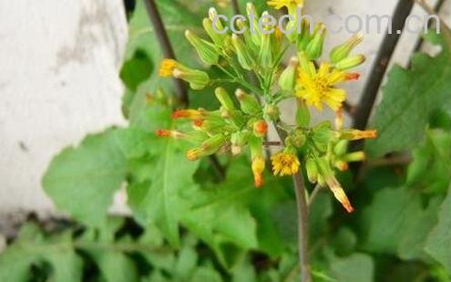 蒲公英的功效与作用 蒲公英的药用价值-0