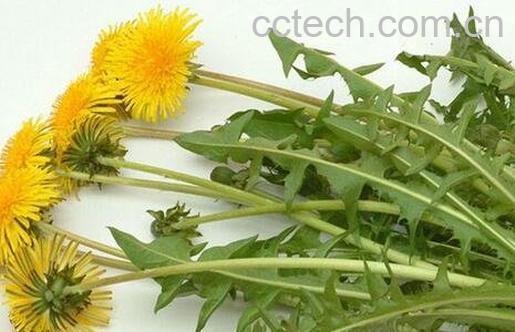 蒲公英的功效与作用 蒲公英的药用价值-1