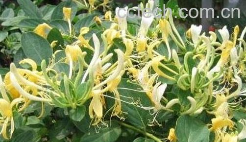 金银花的功效与作用 金银花的药用价值-0