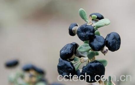 黑枸杞的功效与作用 黑枸杞的药用价值-0