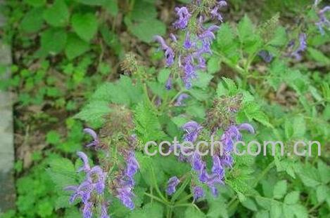 丹参的功效与作用 丹参的药用价值-0