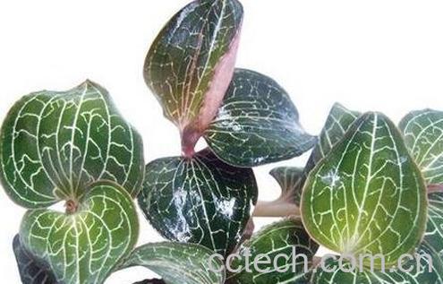  金钱莲的功效与作用-0