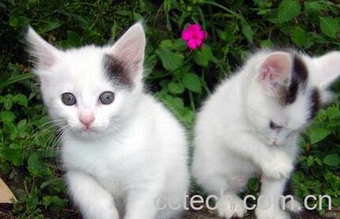 猫头骨的作用和功效-0