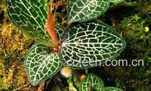  金钱莲的功效与作用-1