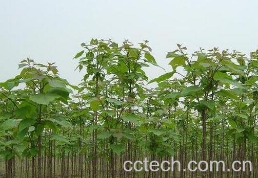 梓树能治什么病 梓树的药用价值-0