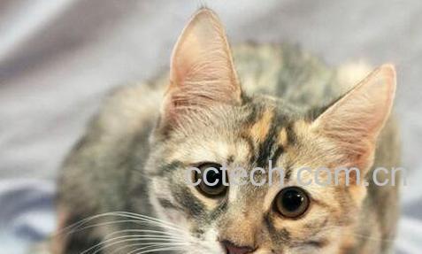 猫头骨的作用和功效-1