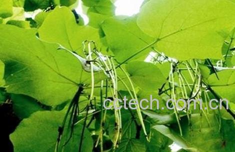 梓树能治什么病 梓树的药用价值-1