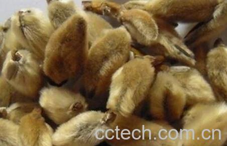 中药辛夷的功效与作用-0