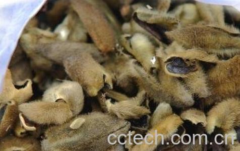 中药辛夷的功效与作用-1