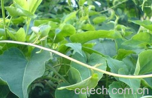 首乌藤的功效与作用及禁忌是什么-0