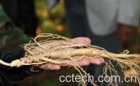 野参功效与作用及禁忌-1