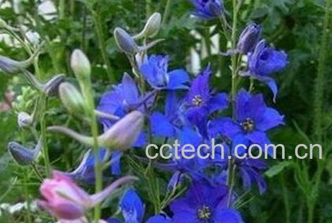 千鸟草的功效和药用价值-0