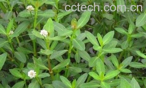 莲子草的功效与作用-0