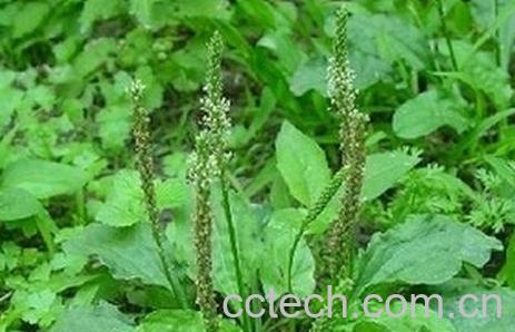 老牛拽草的功效与作用-0