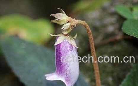 粗筒苣苔的药用价值-0