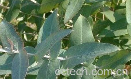 蓝桉叶的作用与副作用-0