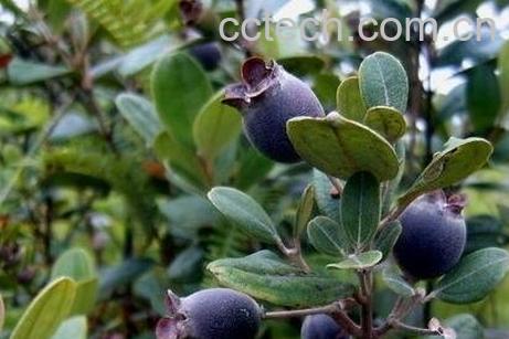 捻子的功效和禁忌-0