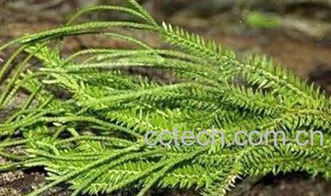 龙胡子的功效与作用-0