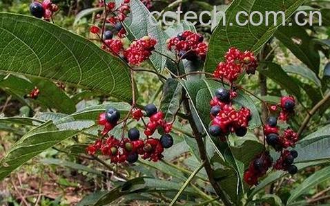 蓝实的功效与作用-0