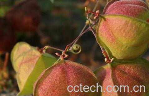 倒地铃功效与作用-0