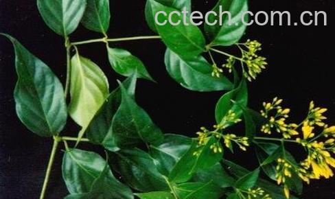 驴断肠的功效-0