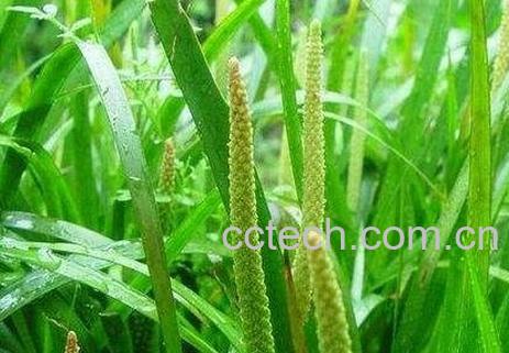 石菖蒲的功效与作用及禁忌-0