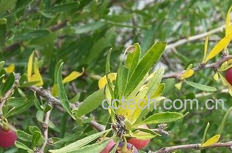 马茹子的作用与用途-0