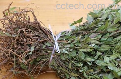 勒马回的功效-0