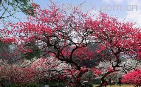 苦梅根的功效与作用-0