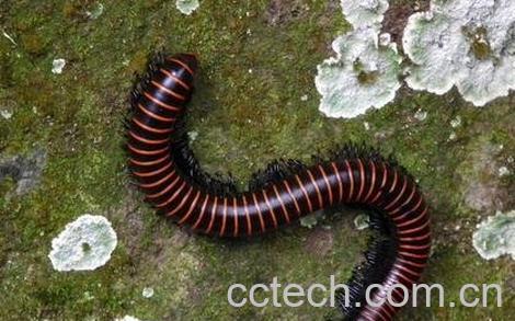 马陆的药用价值-0