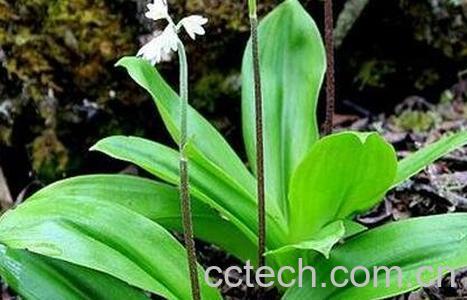 竹叶七的功效与作用-0