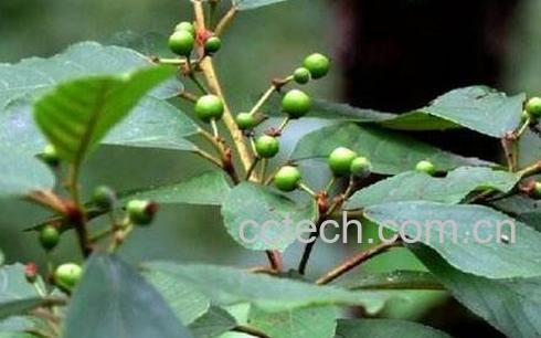 苦李根的功效与作用 苦李根有毒吗-0