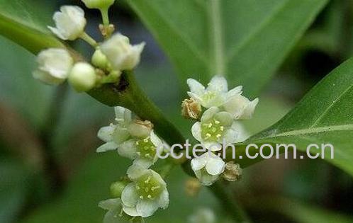 美登木的功效及禁忌-0