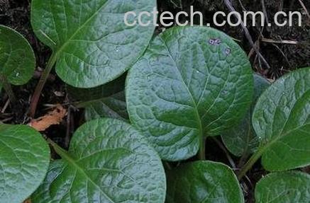 鹿含草的功效与作用-0