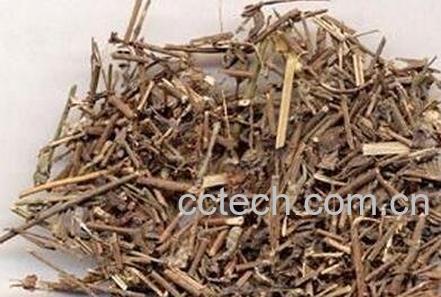 苦李根的作用与功效-0